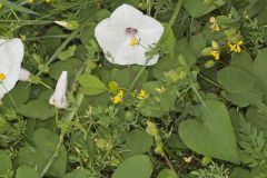 Wild Potato Vine, Ipomoea pandurata
