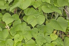 Wild Potato Vine, Ipomoea pandurata