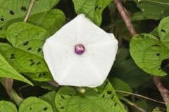 Wild Potato Vine, Ipomoea pandurata