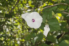 Wild Potato Vine, Ipomoea pandurata