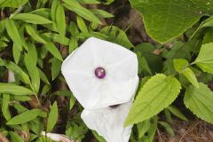 Wild Potato Vine, Ipomoea pandurata