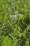 Wild Quinine, Parthenium integrifolium