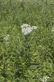 Wild Quinine, Parthenium integrifolium