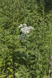 Wild Quinine, Parthenium integrifolium