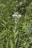 Wild Quinine, Parthenium integrifolium