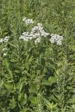 Wild Quinine, Parthenium integrifolium