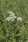 Wild Quinine, Parthenium integrifolium