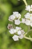 Wild Quinine, Parthenium integrifolium