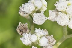 Wild Quinine