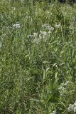 Wild Quinine, Parthenium integrifolium