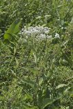 Wild Quinine, Parthenium integrifolium