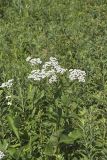 Wild Quinine, Parthenium integrifolium
