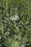 Wild Quinine, Parthenium integrifolium