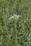 Wild Quinine, Parthenium integrifolium