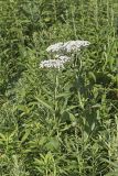 Wild Quinine, Parthenium integrifolium