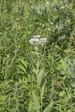 Wild Quinine, Parthenium integrifolium