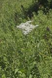 Wild Quinine, Parthenium integrifolium