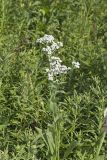 Wild Quinine, Parthenium integrifolium