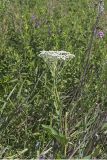 Wild Quinine, Parthenium integrifolium