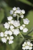 Wild Quinine, Parthenium integrifolium