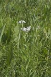Wild Quinine, Parthenium integrifolium