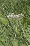 Wild Quinine, Parthenium integrifolium