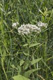 Wild Quinine, Parthenium integrifolium