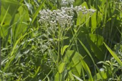 Wild Quinine, Parthenium integrifolium Wild Quinine, Parthenium integrifolium
