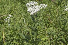 Wild Quinine, Parthenium integrifolium Wild Quinine, Parthenium integrifolium