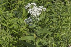 Wild Quinine, Parthenium integrifolium Wild Quinine, Parthenium integrifolium
