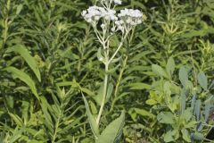 Wild Quinine, Parthenium integrifolium Wild Quinine, Parthenium integrifolium