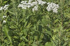 Wild Quinine, Parthenium integrifolium Wild Quinine, Parthenium integrifolium