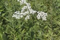 Wild Quinine, Parthenium integrifolium Wild Quinine, Parthenium integrifolium