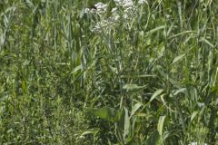 Wild Quinine, Parthenium integrifolium Wild Quinine, Parthenium integrifolium