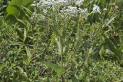 Wild Quinine, Parthenium integrifolium Wild Quinine, Parthenium integrifolium