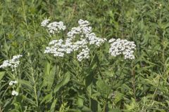 Wild Quinine, Parthenium integrifolium