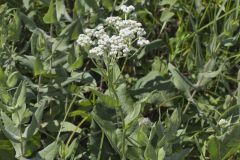 Wild Quinine, Parthenium integrifolium