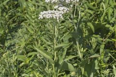 Wild Quinine, Parthenium integrifolium Wild Quinine, Parthenium integrifolium