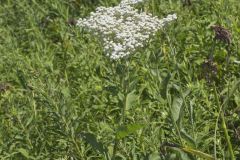 Wild Quinine, Parthenium integrifolium Wild Quinine, Parthenium integrifolium