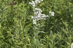 Wild Quinine, Parthenium integrifolium Wild Quinine, Parthenium integrifolium