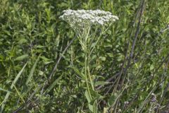 Wild Quinine, Parthenium integrifolium Wild Quinine, Parthenium integrifolium