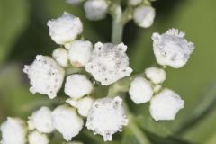 Wild Quinine, Parthenium integrifolium Wild Quinine, Parthenium integrifolium