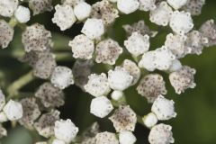 Wild Quinine, Parthenium integrifolium Wild Quinine, Parthenium integrifolium