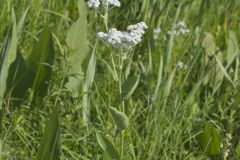 Wild Quinine, Parthenium integrifolium Wild Quinine, Parthenium integrifolium