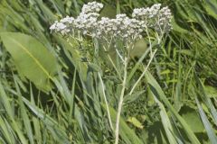 Wild Quinine, Parthenium integrifolium