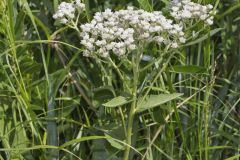 Wild Quinine, Parthenium integrifolium Wild Quinine, Parthenium integrifolium