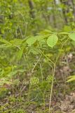 Wild Sarsaparilla, Aralia nudicaulis