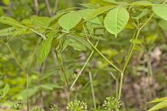 Wild Sarsaparilla