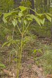Wild Sarsaparilla, Aralia nudicaulis