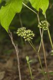 Wild sarsaparilla, Aralia nudicaulis